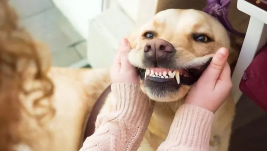 Tooth Cleaning Products For Dogs - Easy Home Teeth Cleaning Tips - Seaweed For Dogs