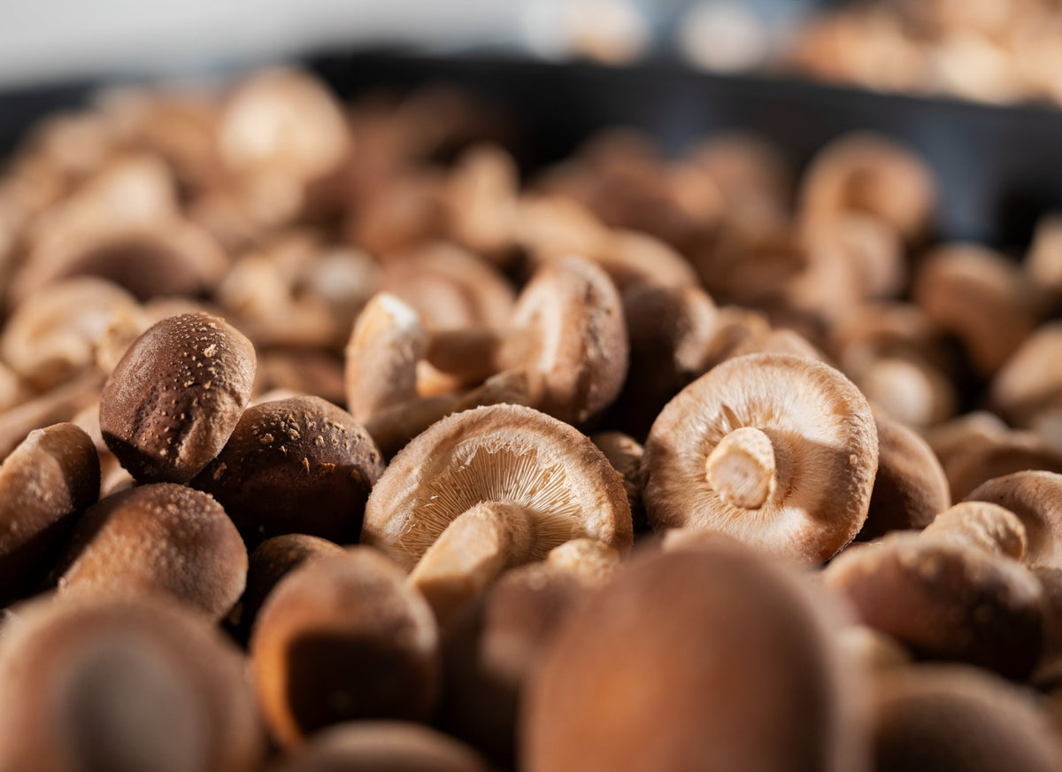 Medicinal mushroom extract powders for dogs Borvo Nutrients