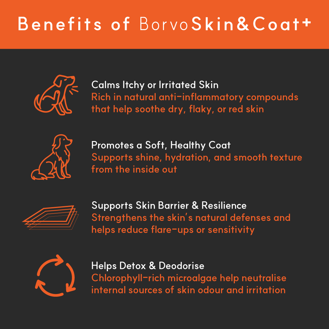 Infographic showing BorvoSkin&Coat+ benefits — calms itchy skin, promotes healthy coat, supports skin barrier, and helps detoxify.
