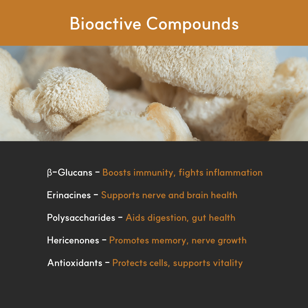 Infographic listing key bioactives in Lion’s Mane: beta-glucans, erinacines, polysaccharides, hericenones, and antioxidants — for immunity and nerve health