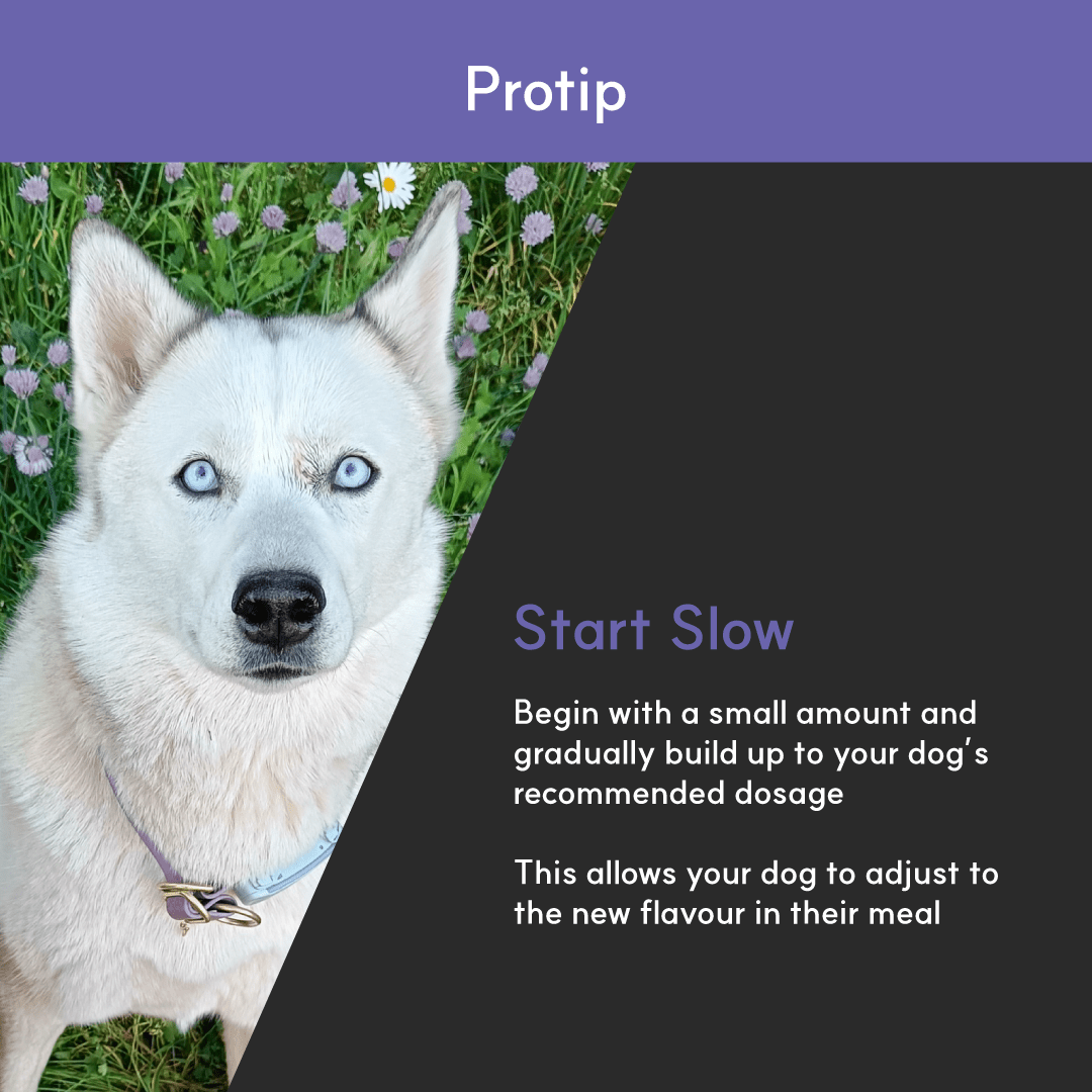 Photo of a blue-eyed husky beside tip text: start with a small amount and build up dosage gradually to let dogs adjust to flavour.