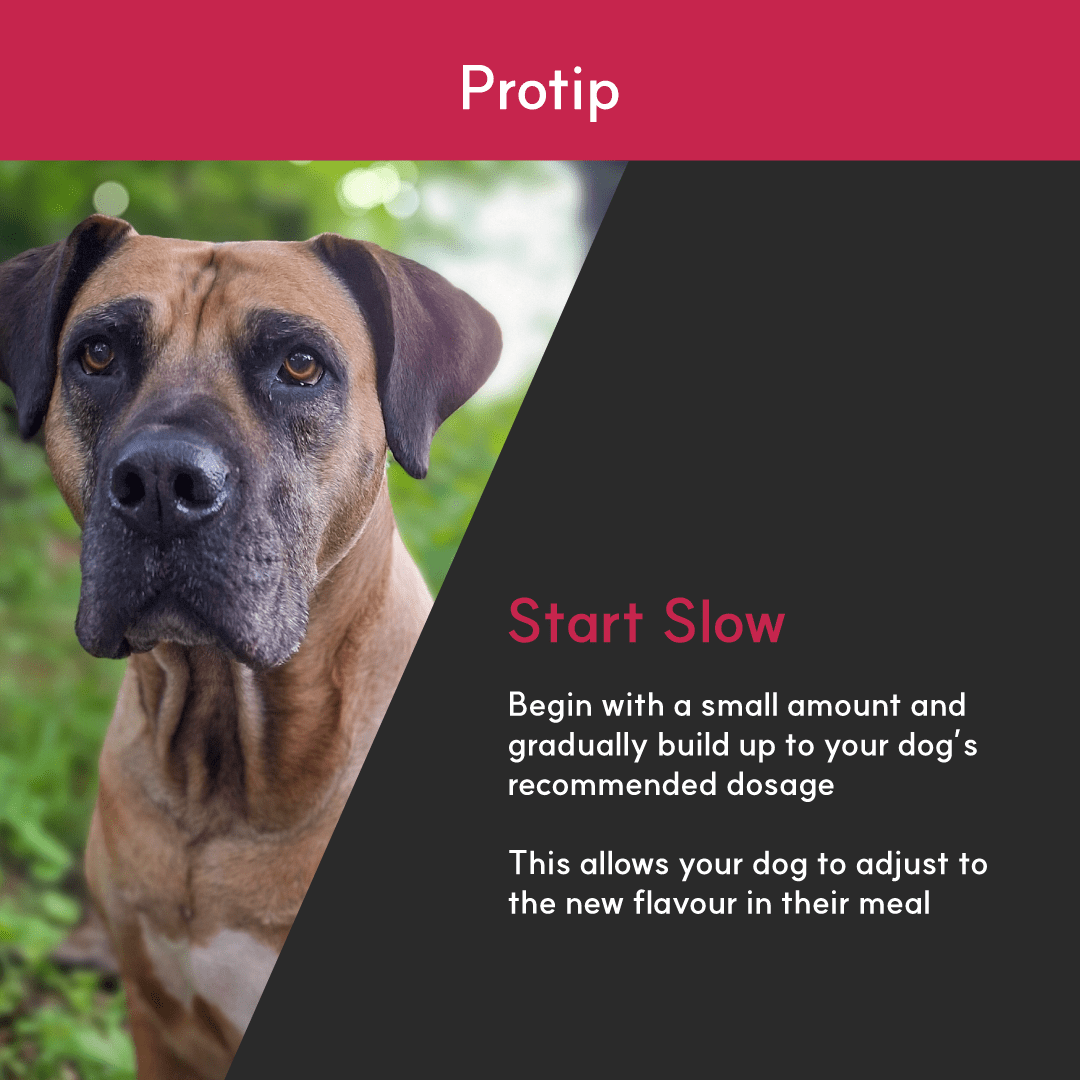 Photo of a large brown dog beside tip text: start with a small amount and build up dosage gradually to help dogs adjust.