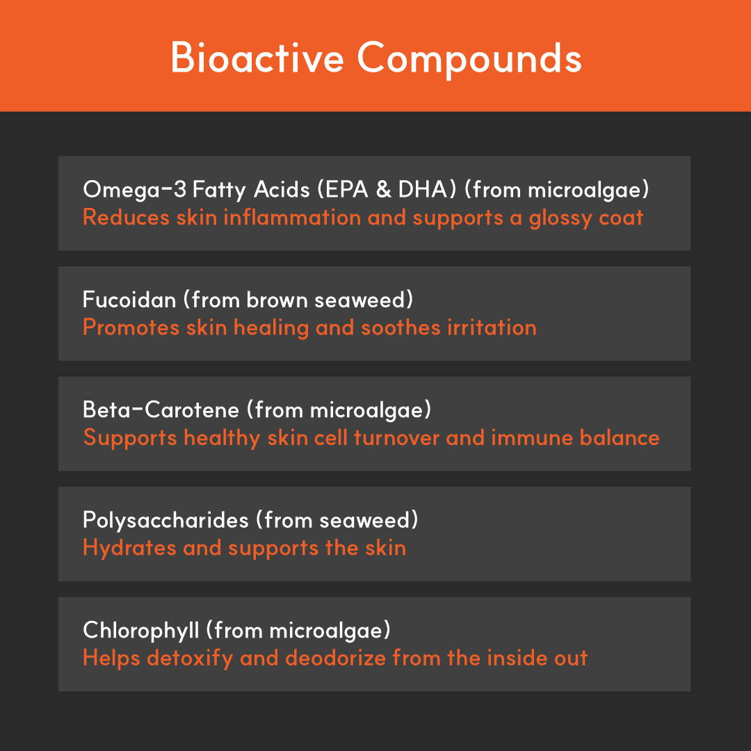 Infographic listing BorvoSkin&Coat+ bioactives — omega-3s, fucoidan, beta-carotene, polysaccharides, and chlorophyll for skin and coat wellness.