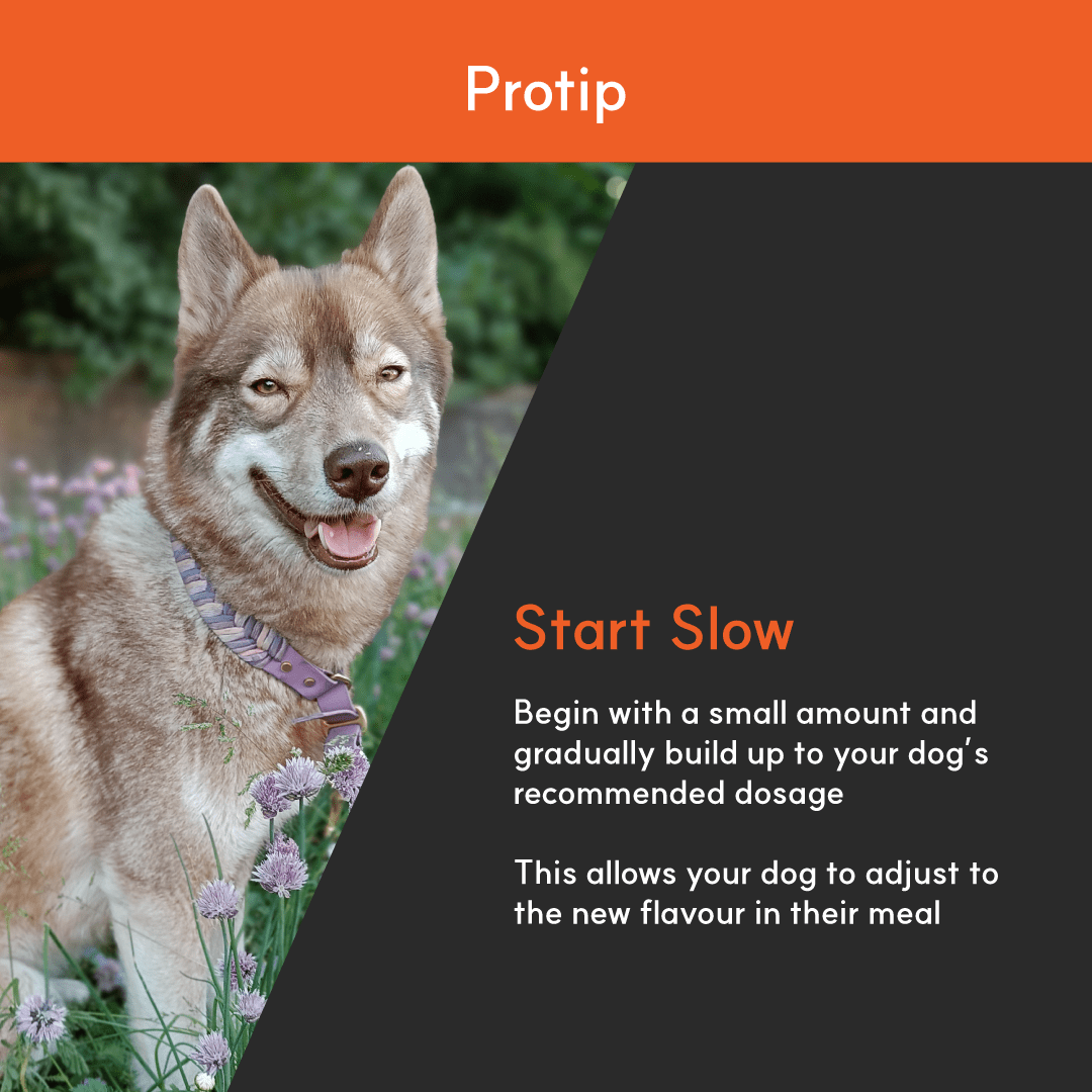 Photo of smiling brown husky beside tip text: start with a small amount and build up dosage gradually to help dogs adjust.