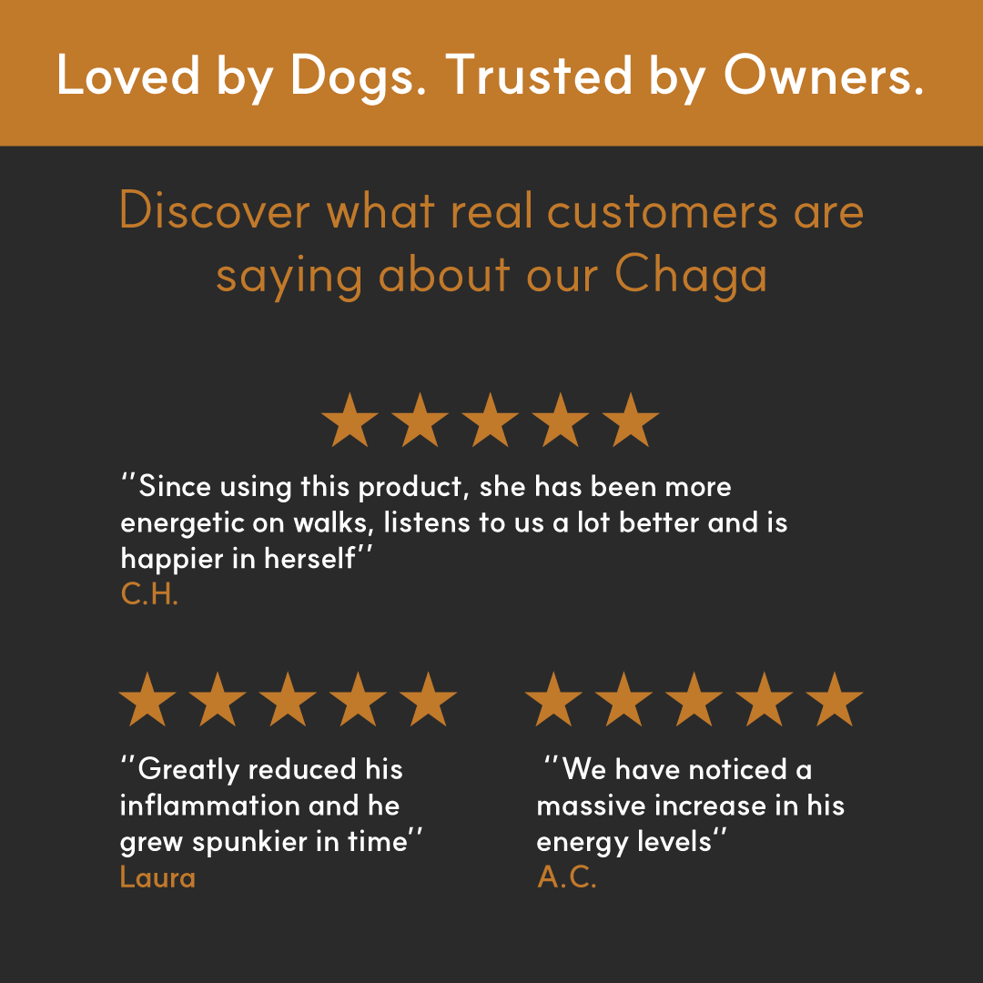 Borvo Nutrients Chaga Extract — real owner testimonials on improved energy, reduced inflammation, and overall vitality