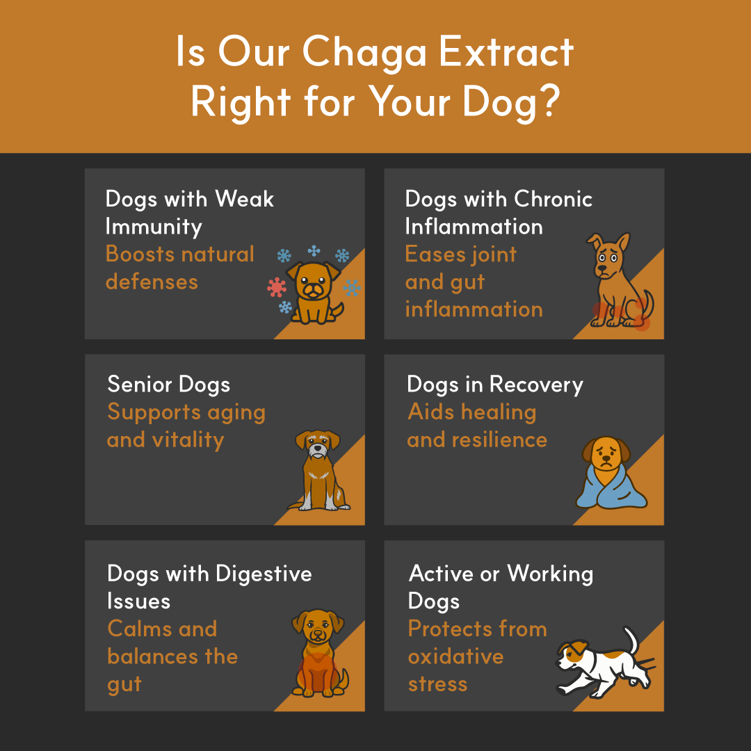 Borvo Nutrients Chaga Extract — ideal for dogs with inflammation, weak immunity, digestive issues, or recovering from illness