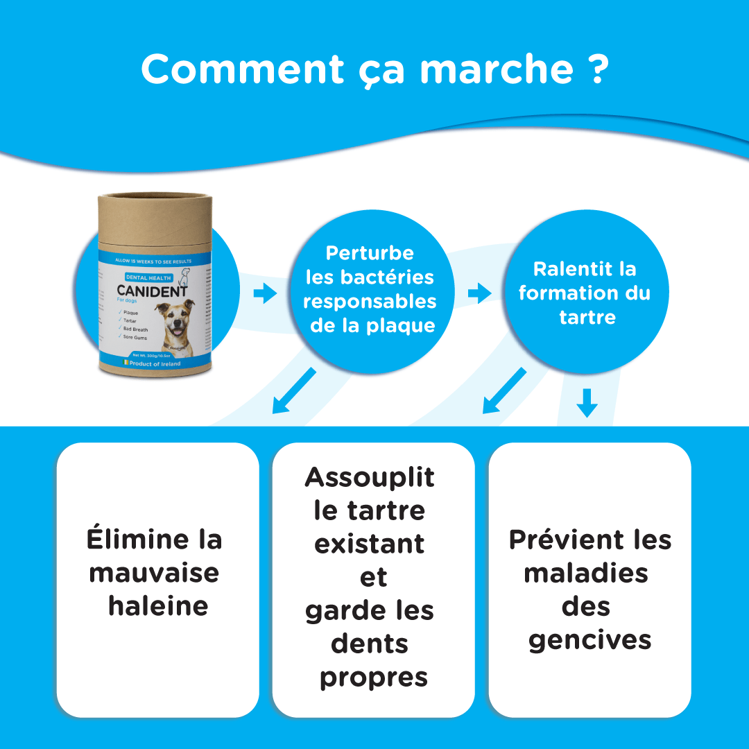 canident comment ca marche