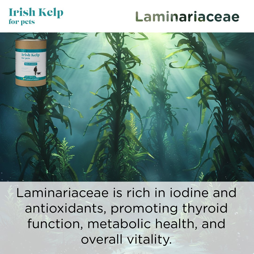 Underwater image of brown kelp with text explaining that Laminariaceae is rich in iodine and antioxidants, supporting thyroid and metabolic health.