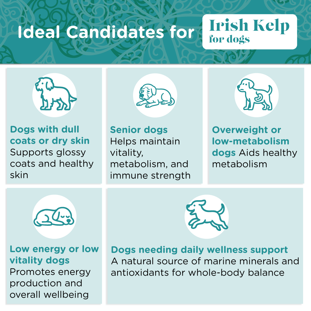 Irish Kelp for Pets | Blend of three Kelp for Dogs from Ireland - Seaweed For Dogs