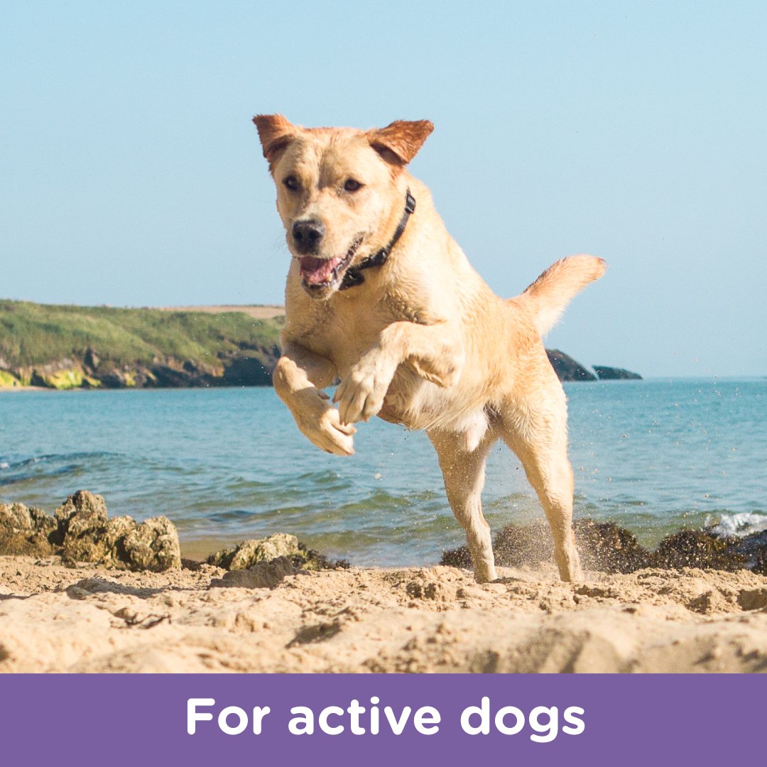 Happy yellow Labrador jumping on a sandy beach near the sea with text “For active dogs.”