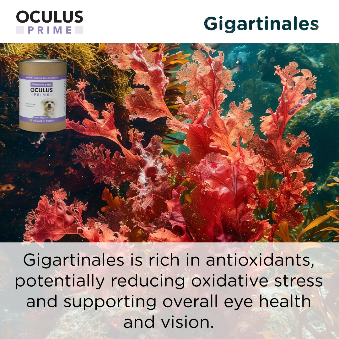 Image of red seaweed (Gigartinales) underwater, rich in antioxidants that help reduce oxidative stress and support eye health.