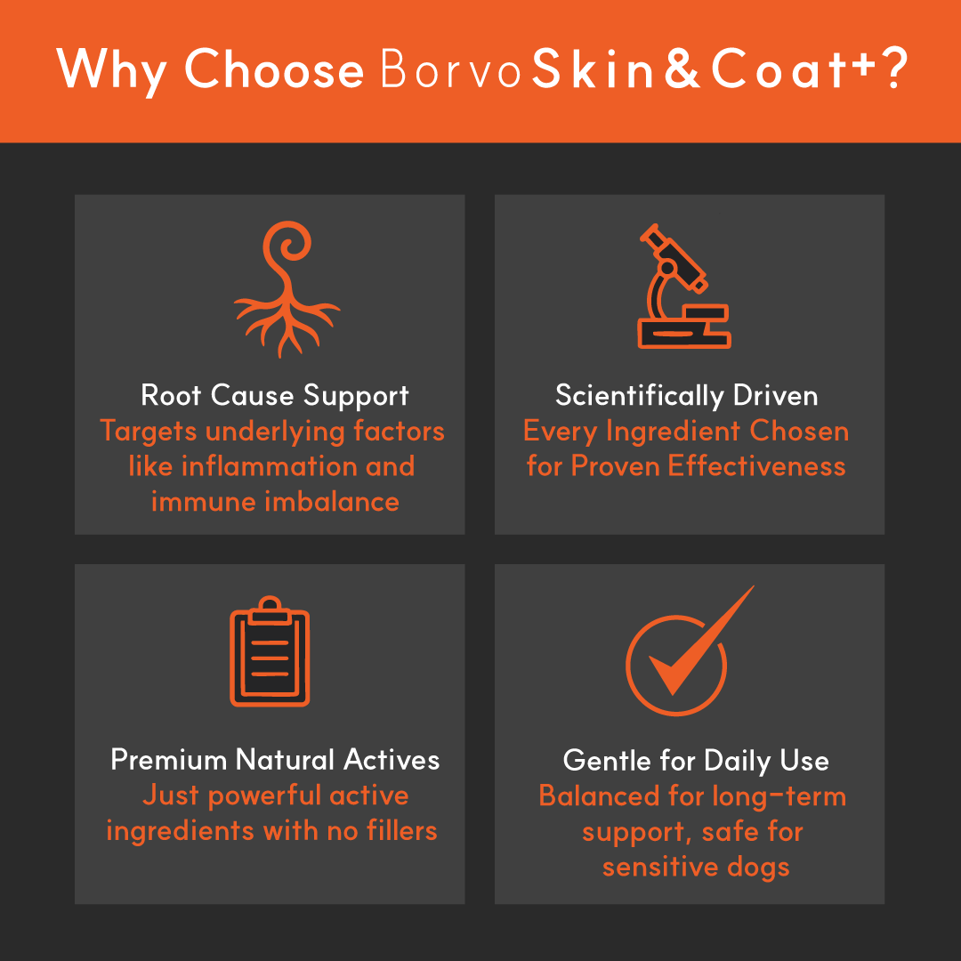 Infographic showing why to choose BorvoSkin&Coat+ — root cause support, scientific formulation, natural actives, safe for daily use.