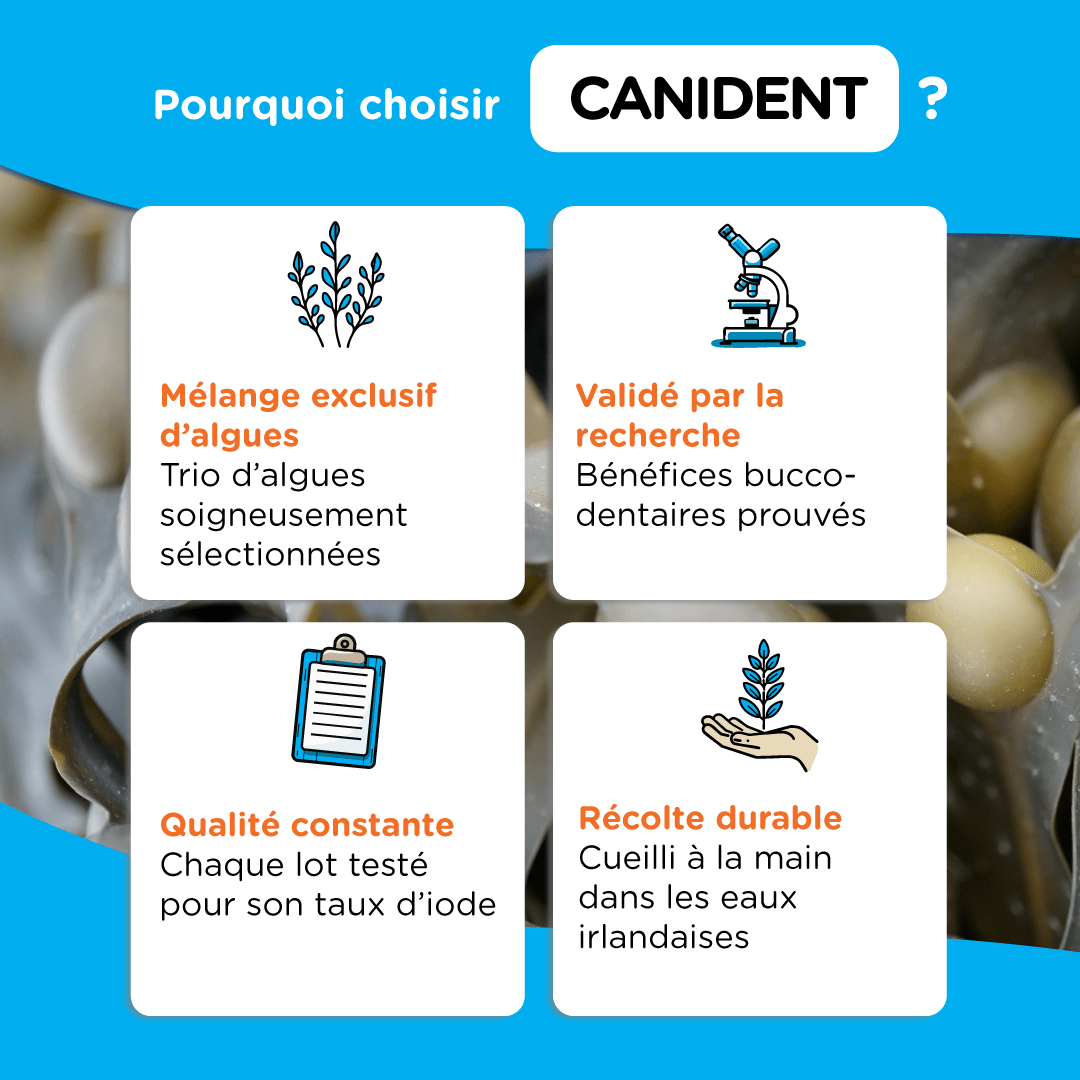 Canident - Clean Dogs Teeth, Fix Bad Breath and Remove Plaque - Seaweed For Dogs