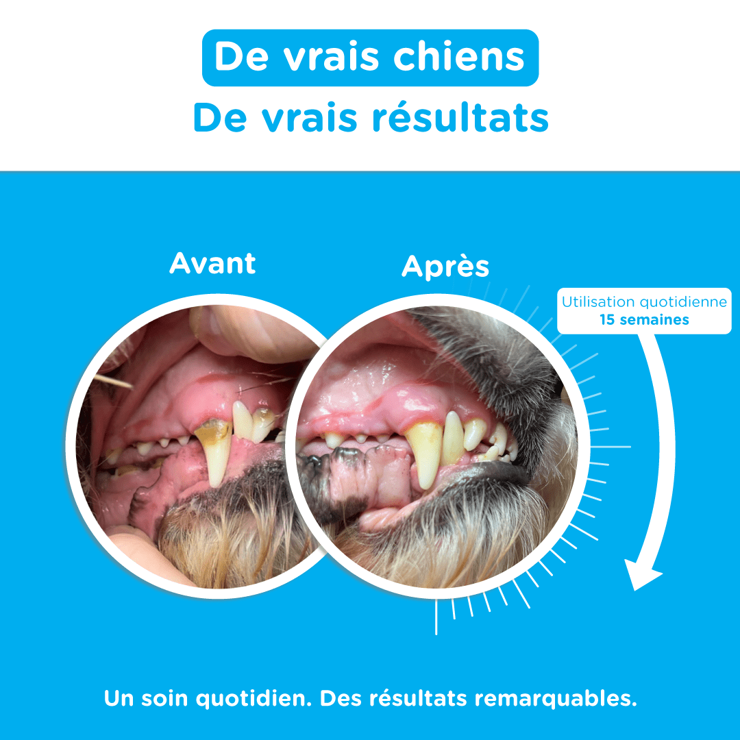 Canident - Clean Dogs Teeth, Fix Bad Breath and Remove Plaque - Seaweed For Dogs