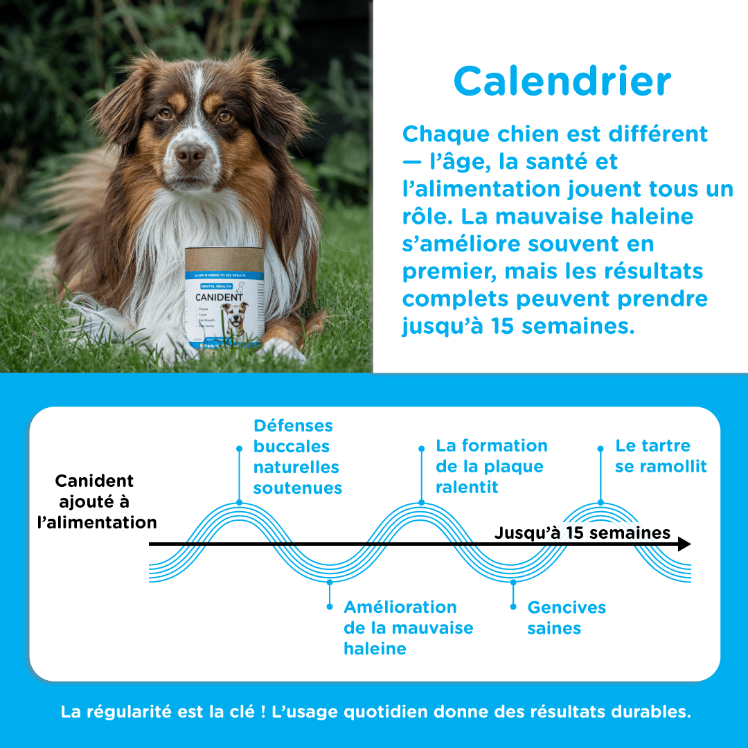Canident - Clean Dogs Teeth, Fix Bad Breath and Remove Plaque - Seaweed For Dogs