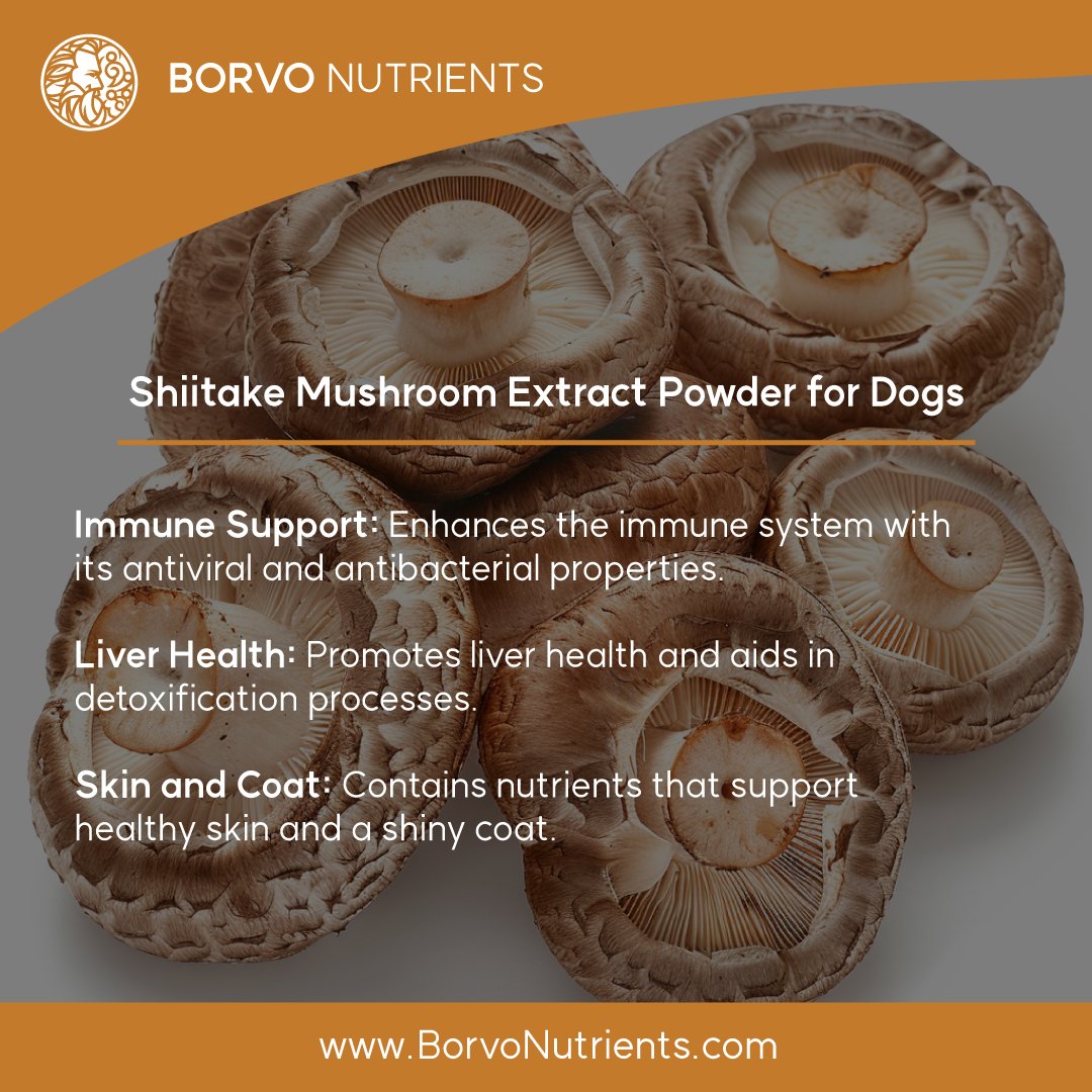 Shiitake Mushroom Extract Powder for Dogs - Ultrasound ...