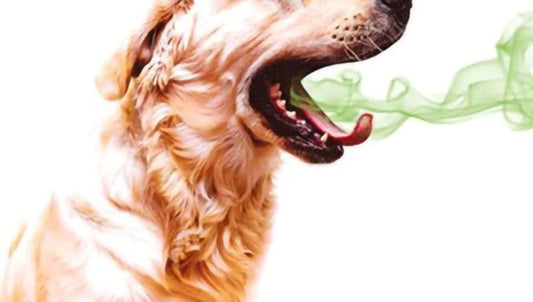 Bad Breath In Dogs - Causes, Treatment and Home Remedies - Seaweed For Dogs