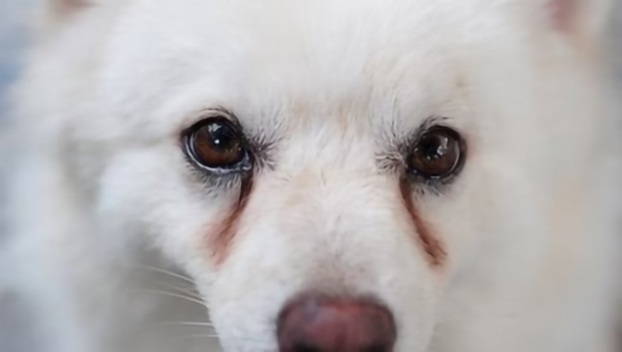 Eye Health and Tear Stains in Dogs - A Natural Treatment Approach - Seaweed For Dogs