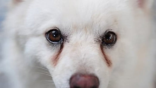 Eye Health and Tear Stains in Dogs - A Natural Treatment Approach - Seaweed For Dogs