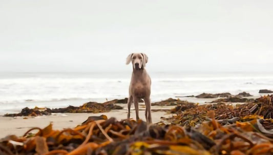 Kelp For Dogs - Is It Good? Discover The Benefits & Uses - Seaweed For Dogs