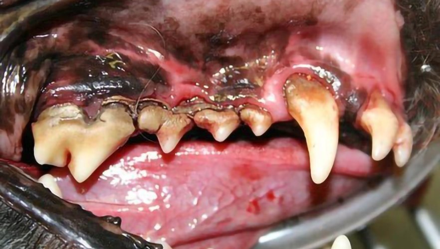 Raw Bones For Dogs - Benefits and Safety Tips  For Feeding