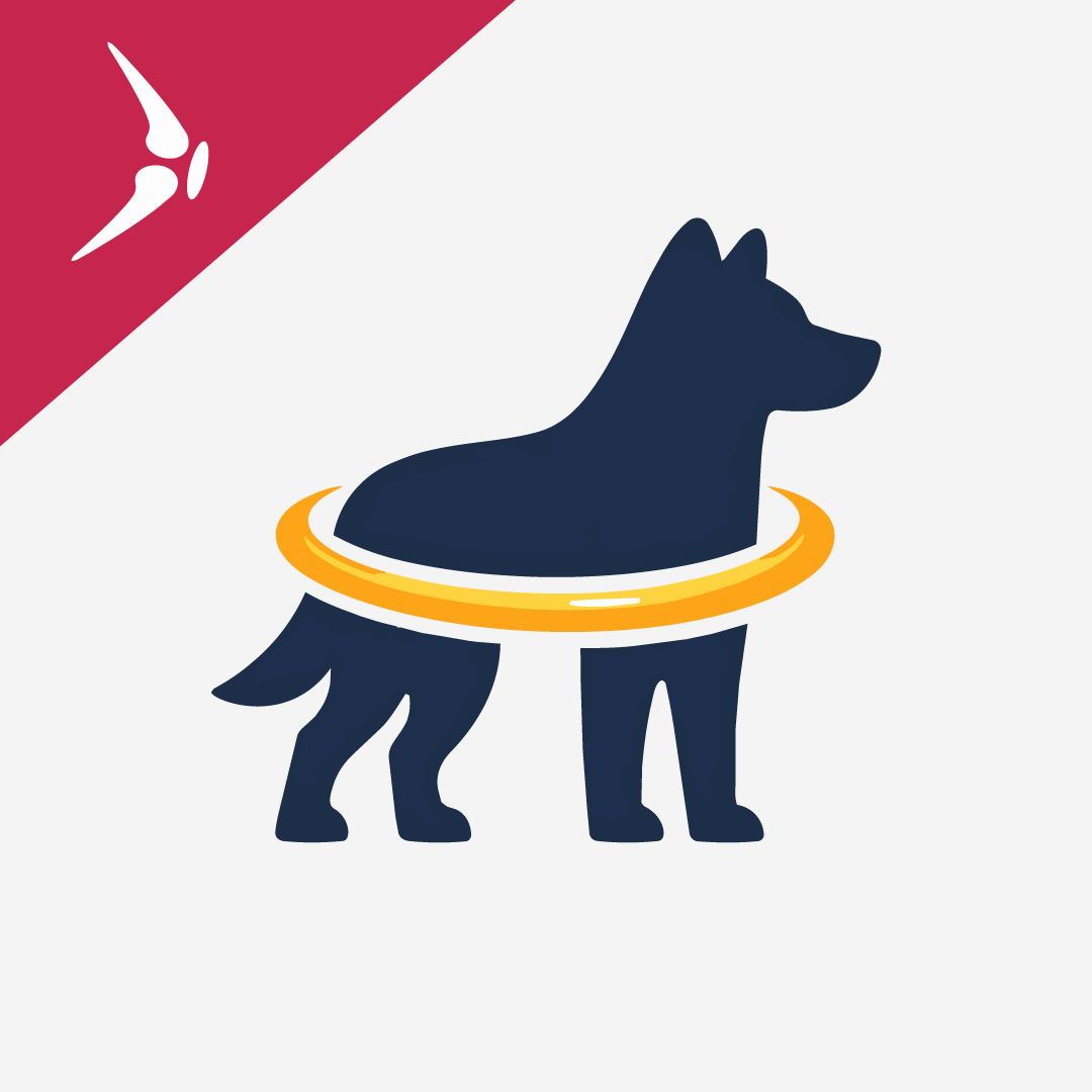 Joint Health in Aging Dogs: Daily Maintenance, Supplements, and Science