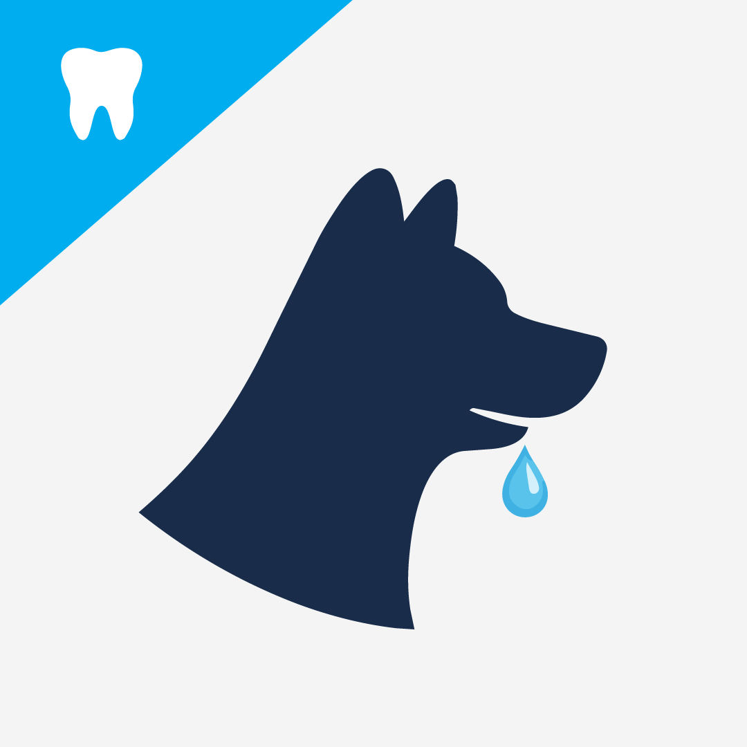 All About Dog Saliva: What It Reveals About Canine Health