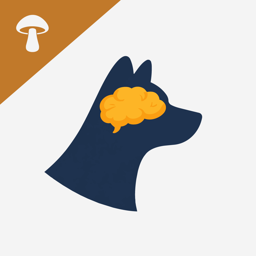 All about Lion’s Mane Mushrooms for Dogs