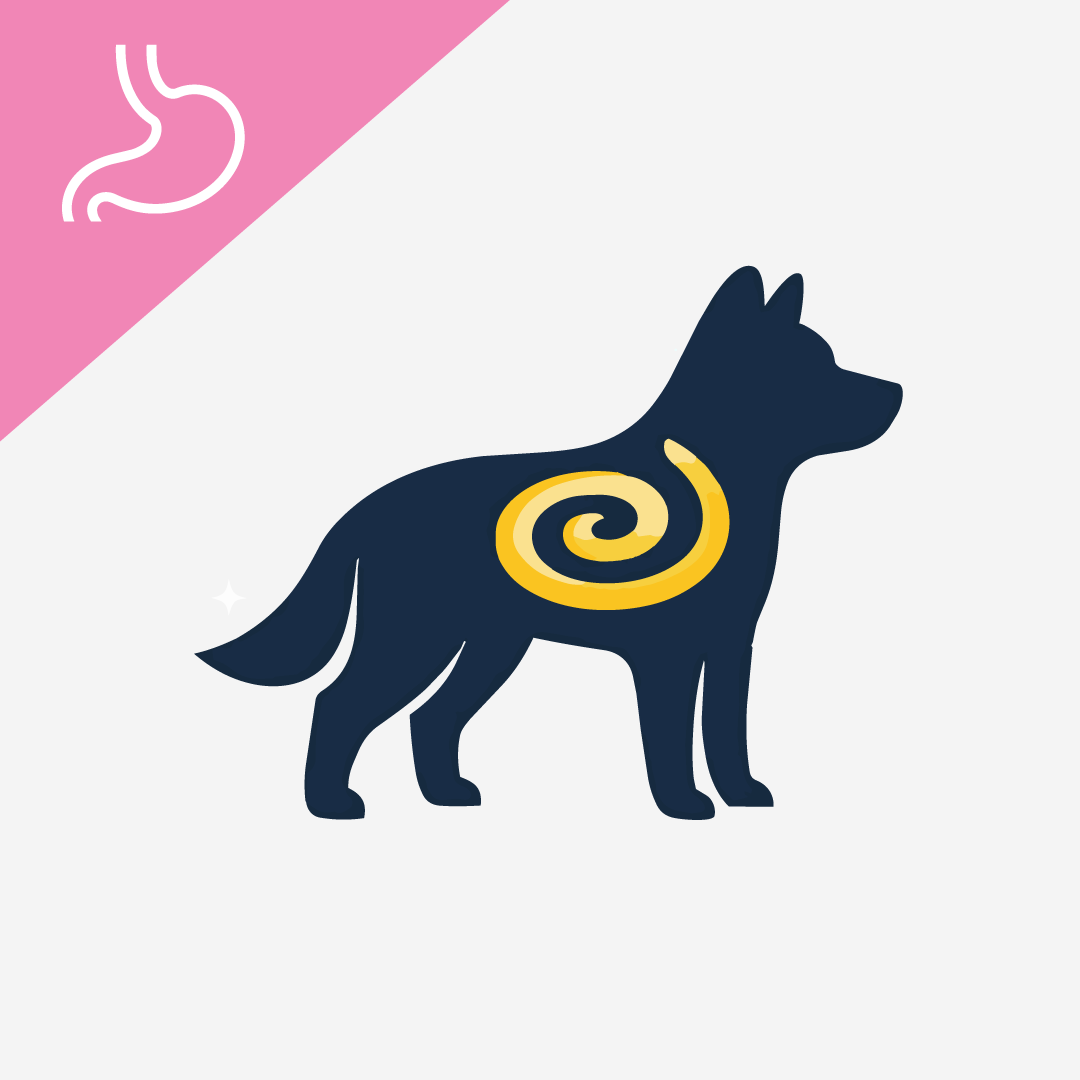 Gut Health in Dogs: Nutritional Foundations, Supplements, and Daily Maintenance