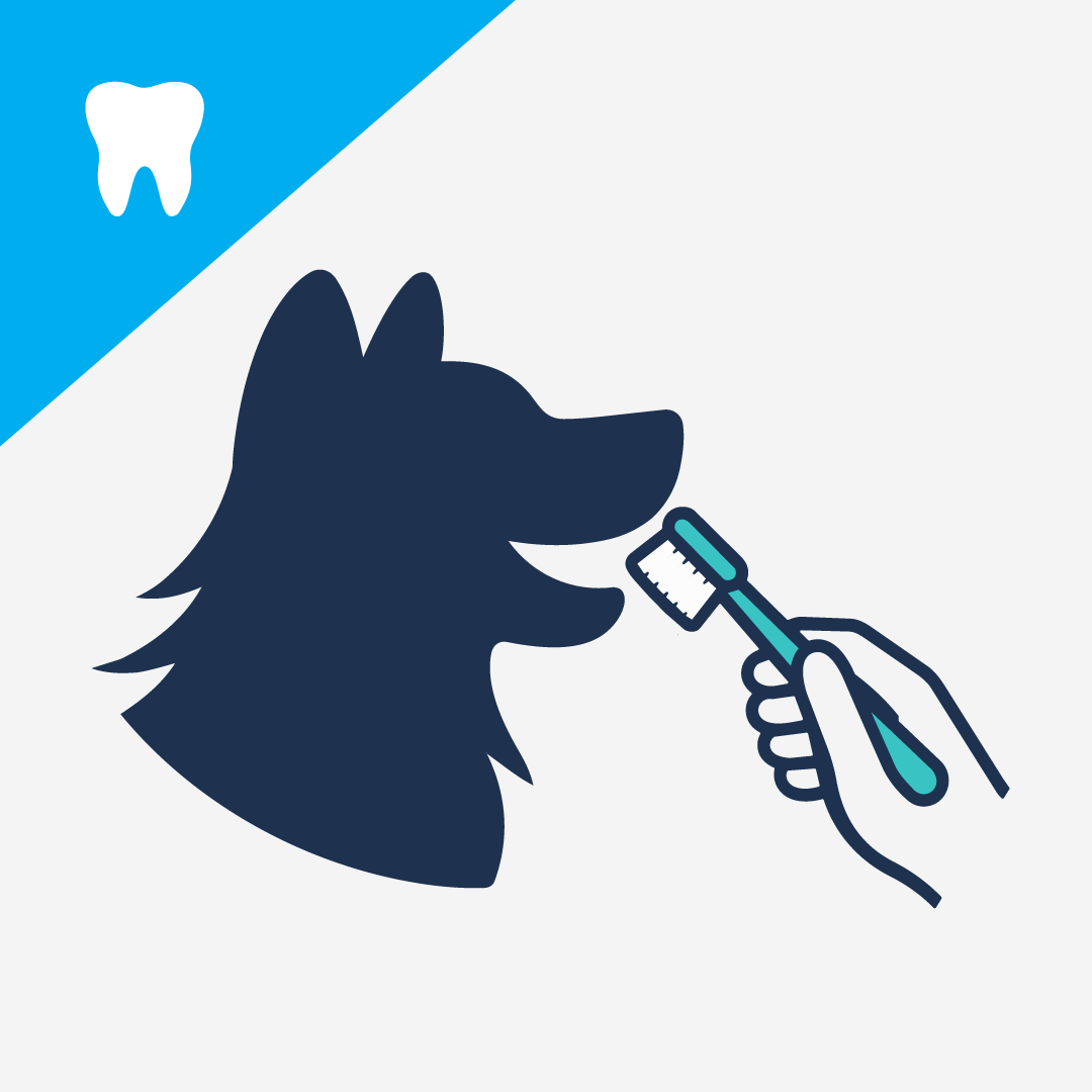 Easy Tips for Removing Plaque from Your Dog's Teeth