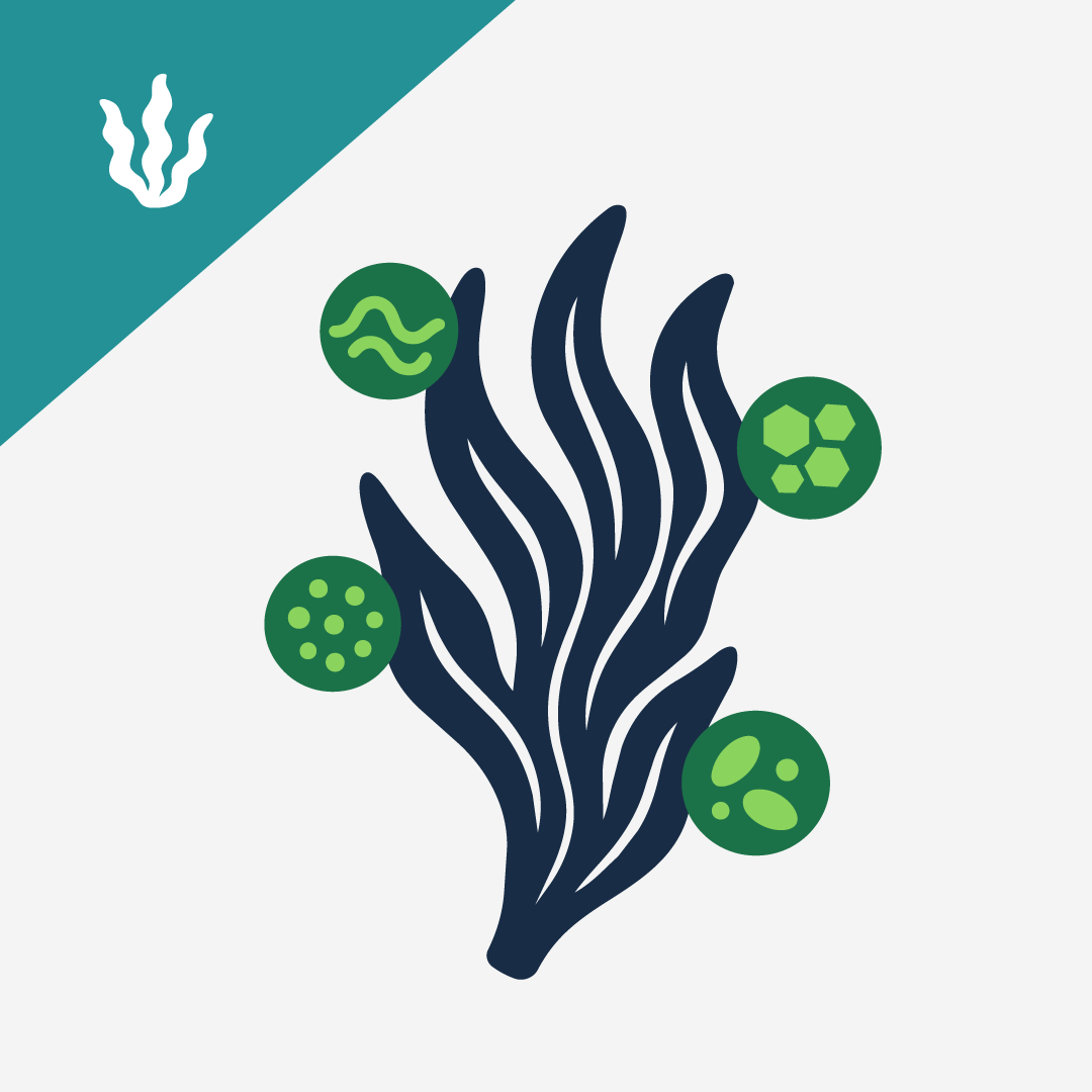 Bio-active Compounds in Seaweeds | Seaweed for Dogs