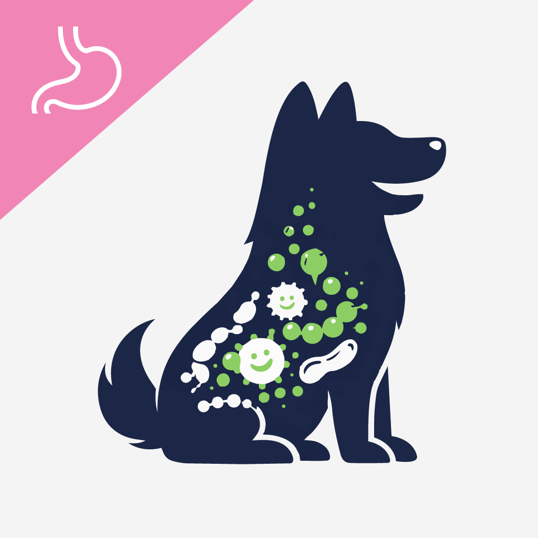 The Power Of Prebiotics: Why Your Dog Needs More than Probiotics