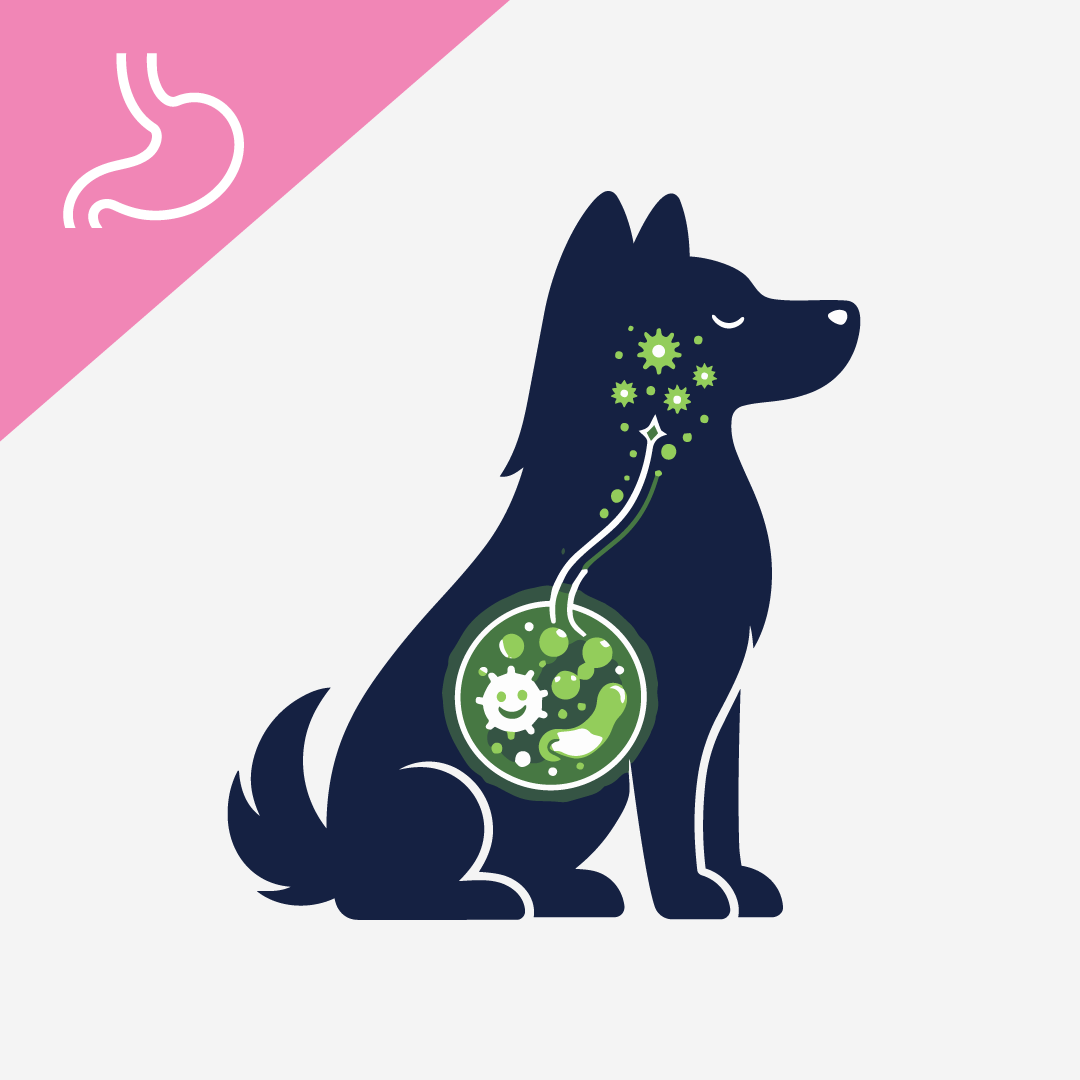 How Gut Health Impacts Seasonal Allergies And Digestion In Dogs