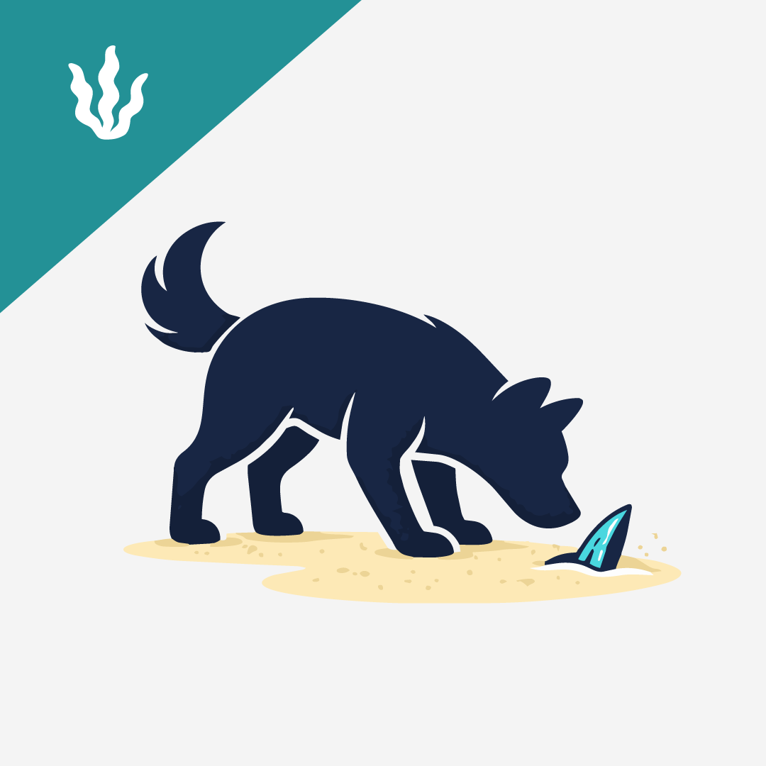 Hidden Dangers for Dogs at the Beach