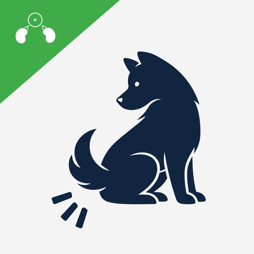 Holistic Approaches To Managing Anal Gland Problems In Dogs