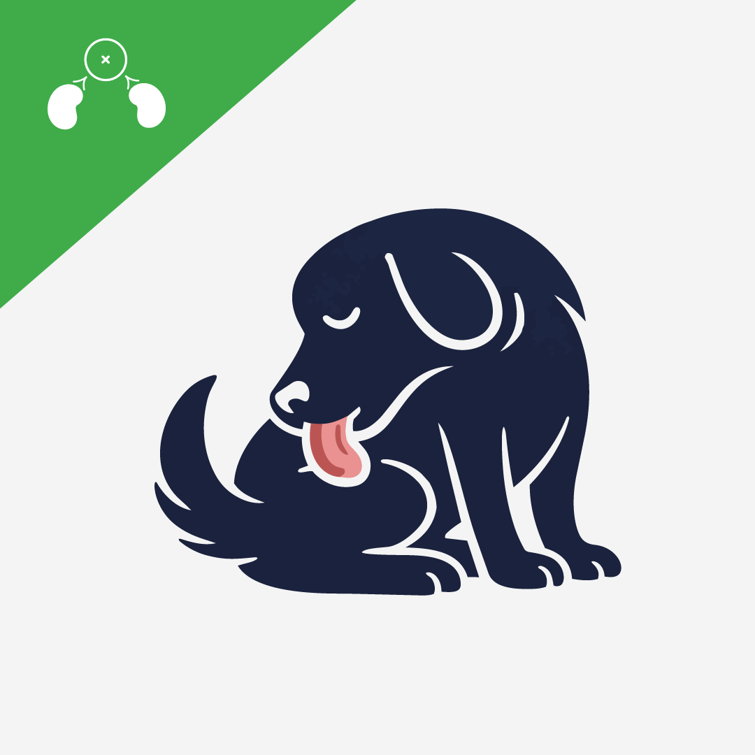 Anal Glands in Dogs: Function, Problems, and Care