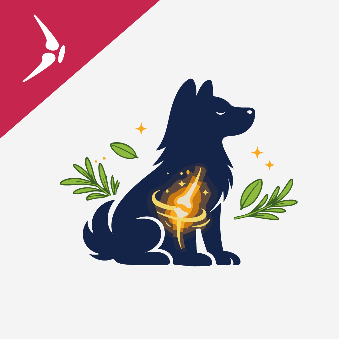 Holistic Joint Health for Dogs: Natural Supplements and Therapies