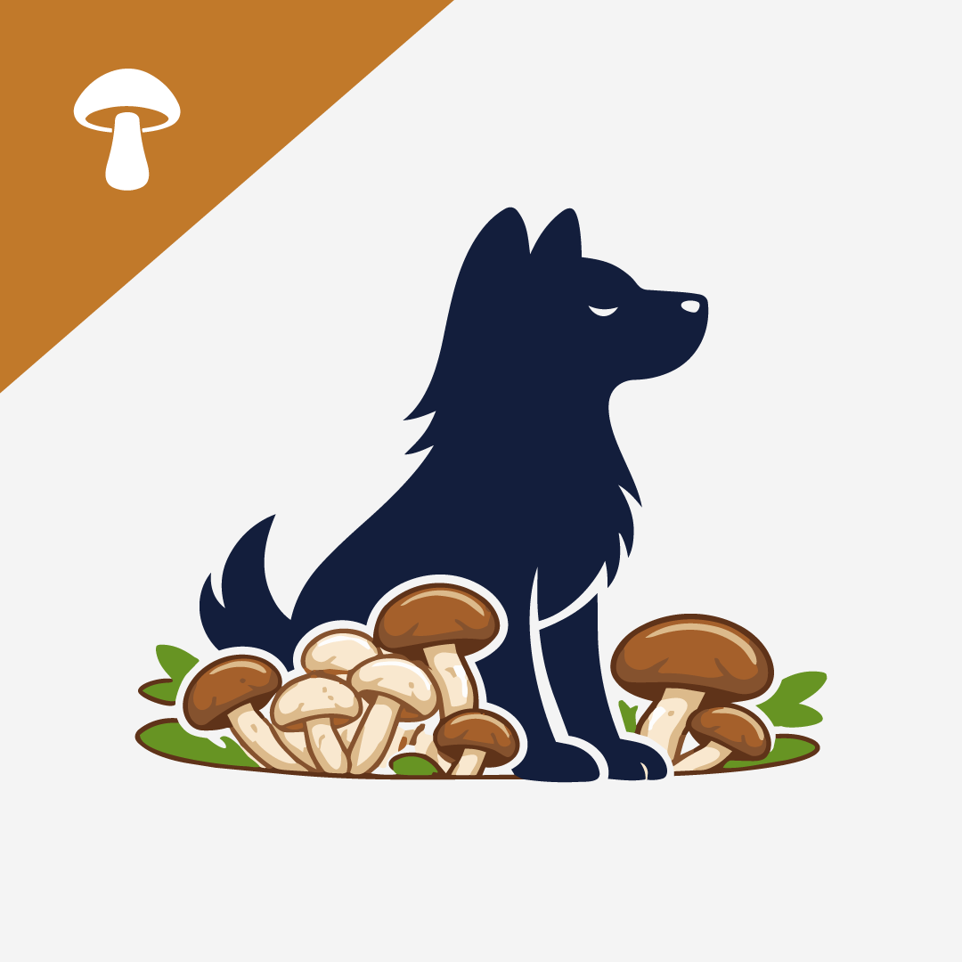 Medicinal Mushrooms for Dogs: Benefits, Quality, and Safe Use