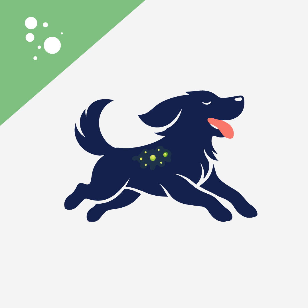 Microalgae for Dogs: Benefits, Species, and Safe Use