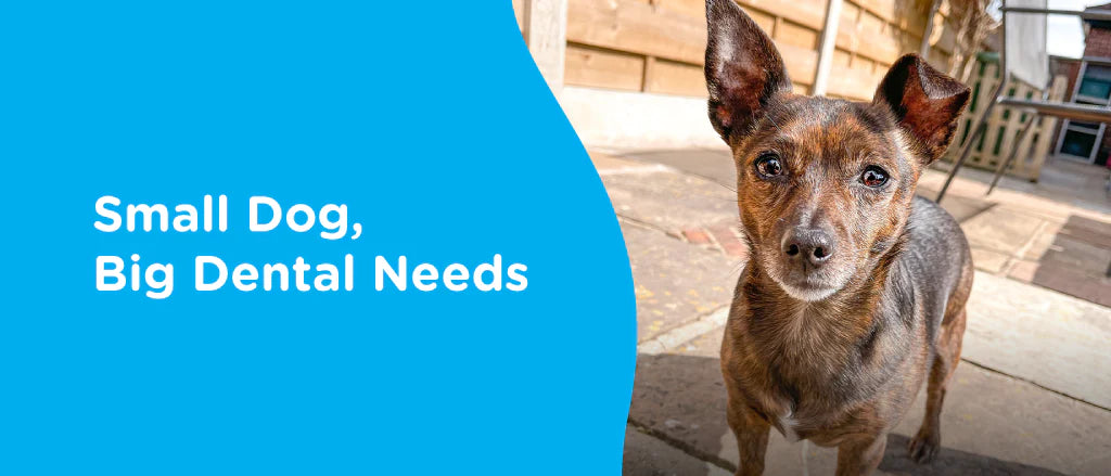 Why a Dogs Size Matters in Canine Dental Health