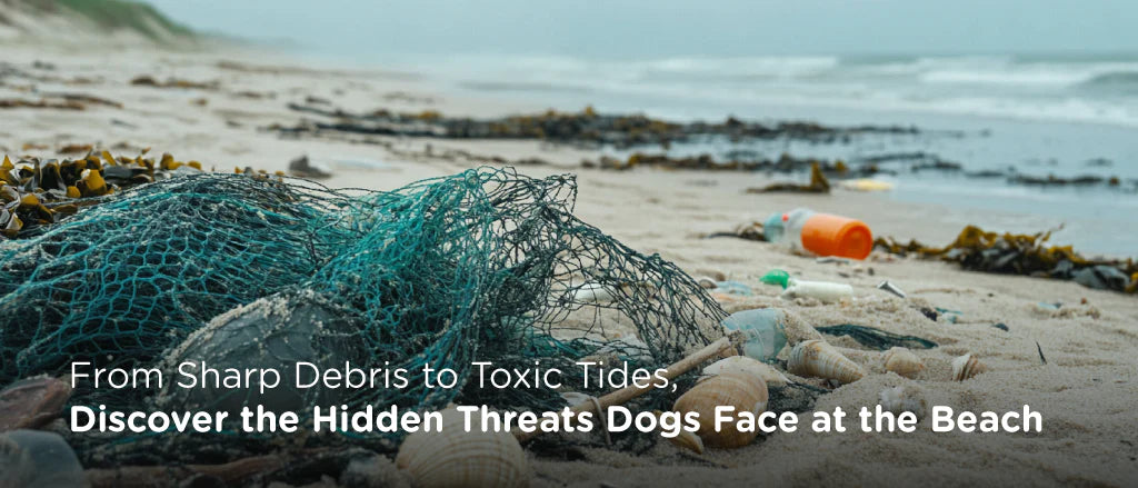 Hidden Dangers for Dogs at the Beach