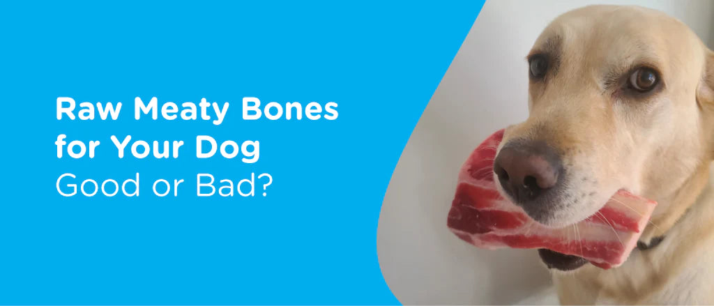 Feeding Dogs Raw  Bones