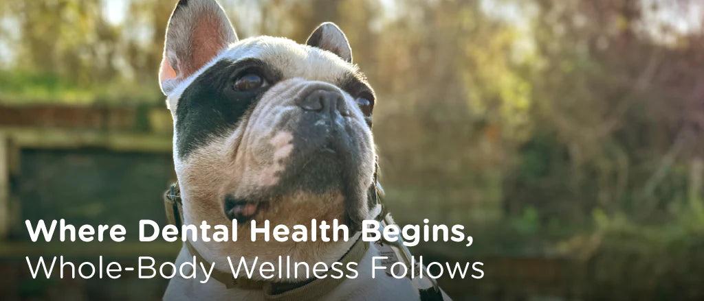 Why Detoxing Your Dog’s Dental Health Matters