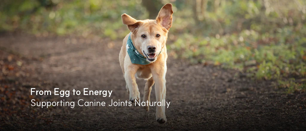 Egg Shell Membrane for Dogs: Species Variations, Regional Sourcing, and Emerging Benefits