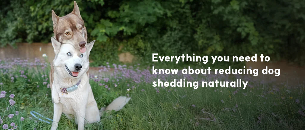 How to Reduce Shedding in Dogs Naturally: Expert Guide to a Healthier Coat