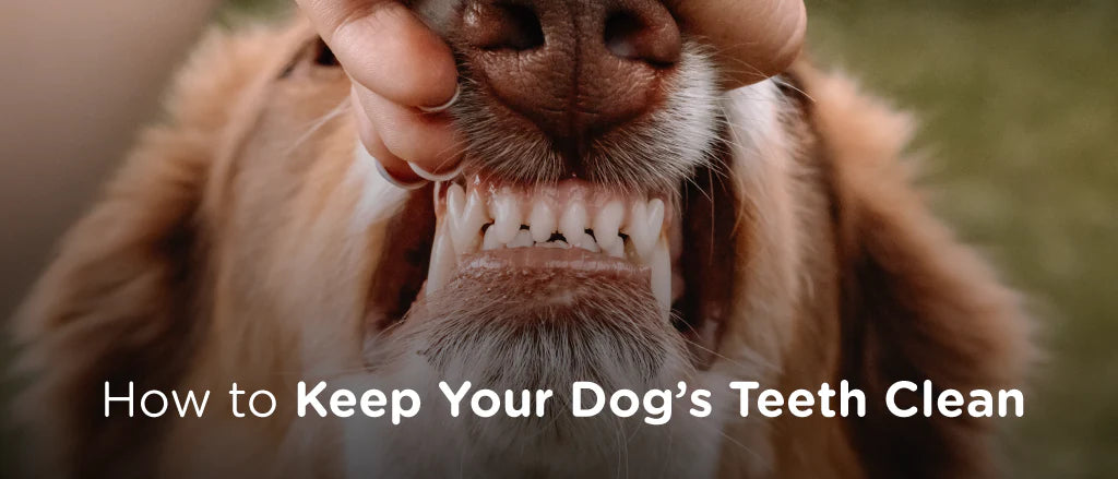Removing Plaque from Your Dog's Teeth: A Step-by-Step Guide