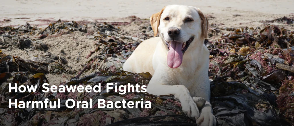 Why is seaweed good for dog's dental health?