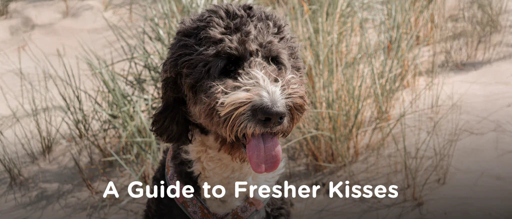 Best Dog Toothpastes