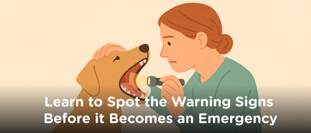 Dog Dental Emergencies: What Every Owner Should Know