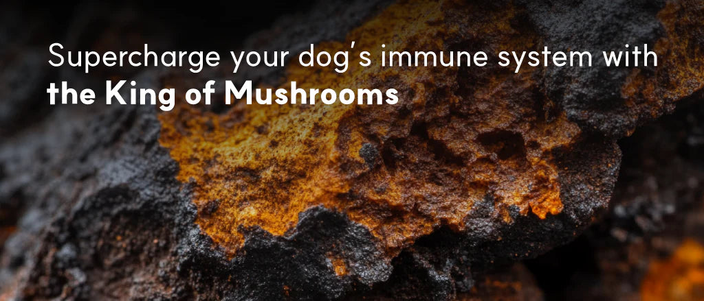 Benefits Of Chaga Mushroom Extract For Dogs